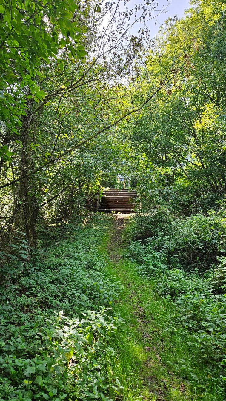 a path in a forest