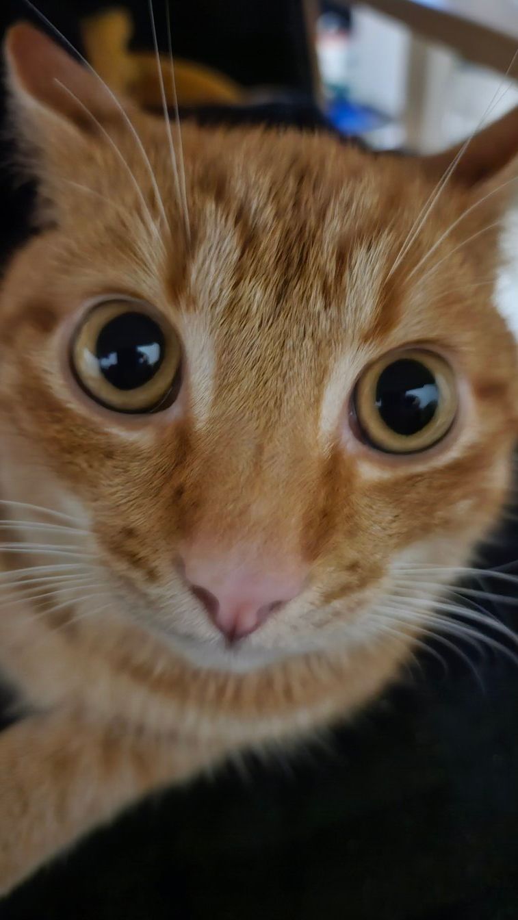 an orange cat staring into the camera